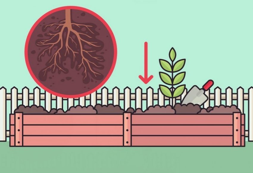 Посадка вейгелы Посадка вейгелы