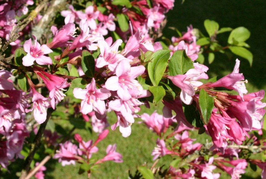 Вейгела Пинк Принцесс Вейгела Пинк Принцесс