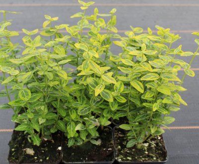 Розмноження бузини відбувається через виведення відрашків у домашніх умовах