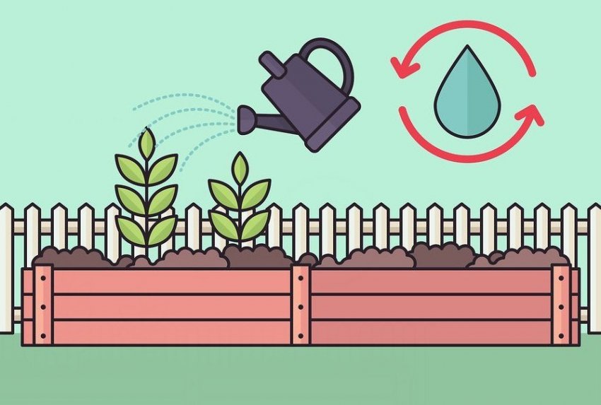 Полив вейгелы Полив вейгелы