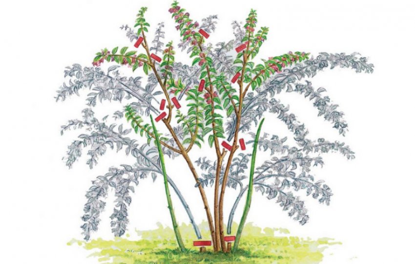 Обрезка вейгелы Обрезка вейгелы