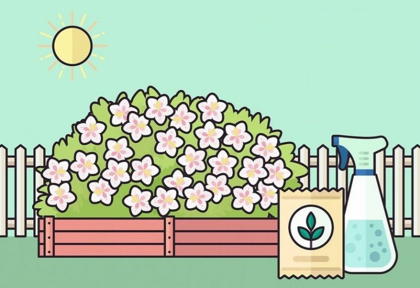 Подкормка вейгелы Подкормка вейгелы