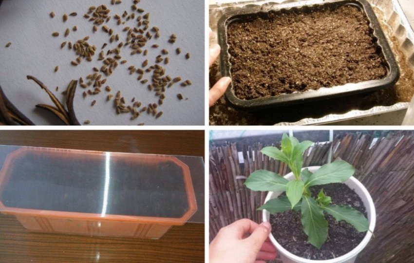 Выращивание вейгелы из семян Выращивание вейгелы из семян