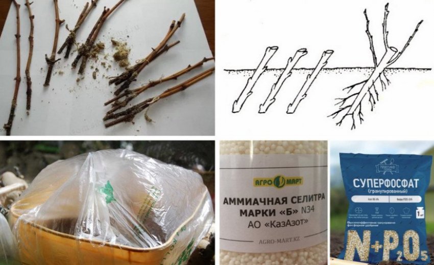 Размножение вейгелы одревесневшими черенками Размножение вейгелы одревесневшими черенками