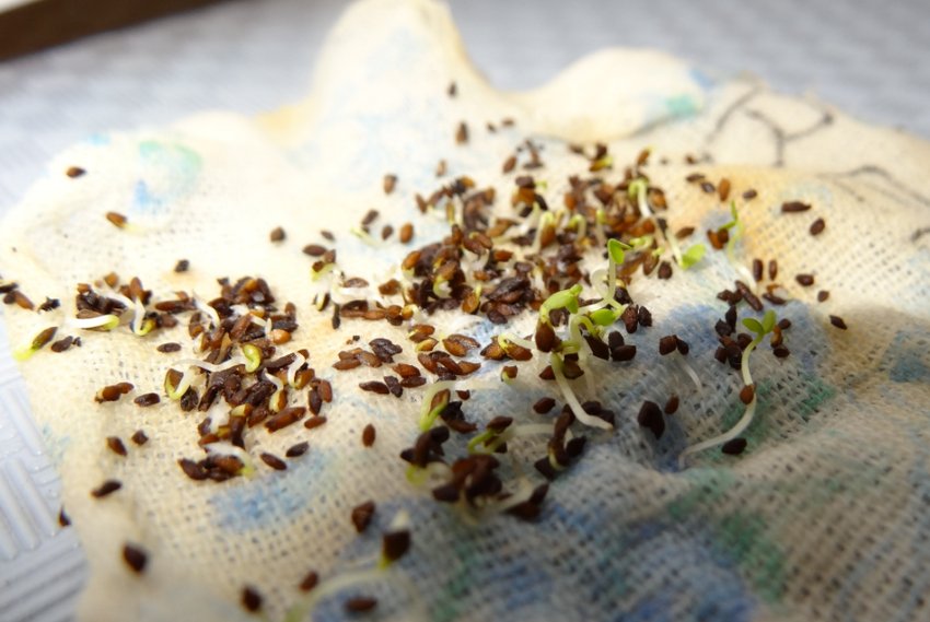 Семена вейгелы Семена вейгелы