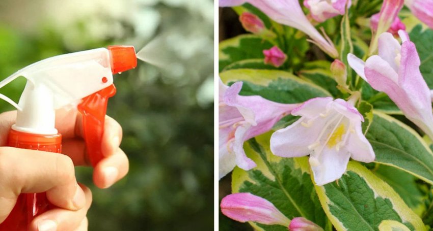 Обработка вейгелы Обработка вейгелы