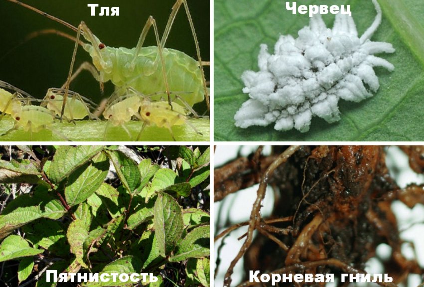 Болезни и вредители вейгелы Болезни и вредители вейгелы