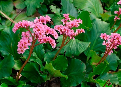 Бадан толстолистный для открытого грунта