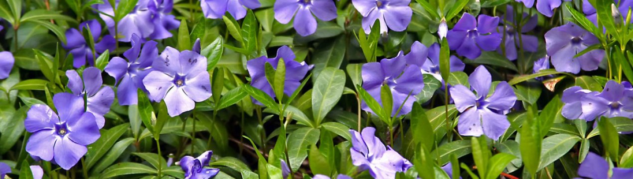 Что такое барвинок и как он растёт