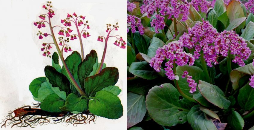 Товстолистий бадан Товстолистий бадан