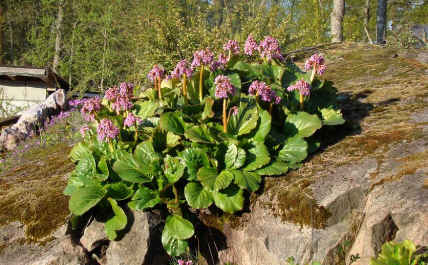 Товстолистий бадан Товстолистий бадан