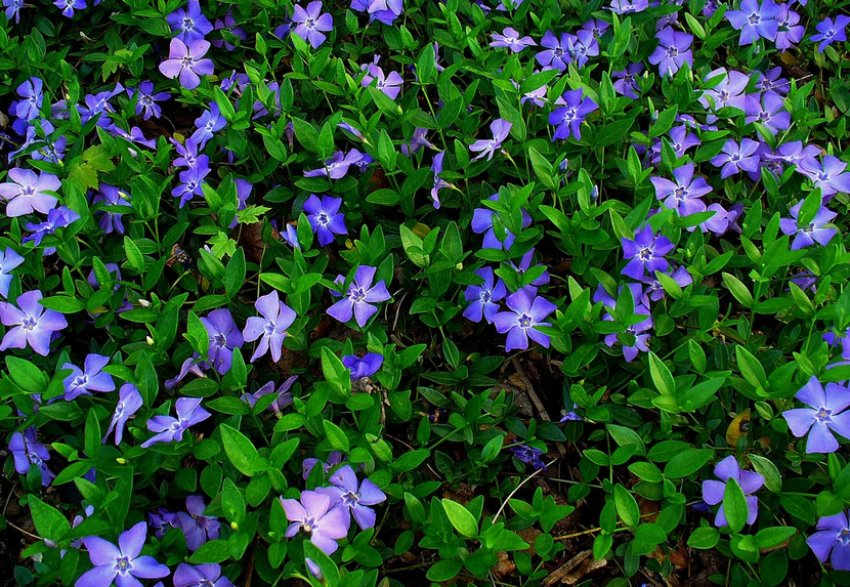 Цветение барвинка Цветение барвинка