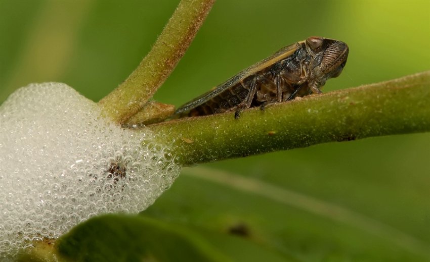Слинова пенниця Слинова пенниця