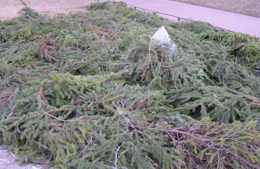 Укрытие лапником Укрытие лапником