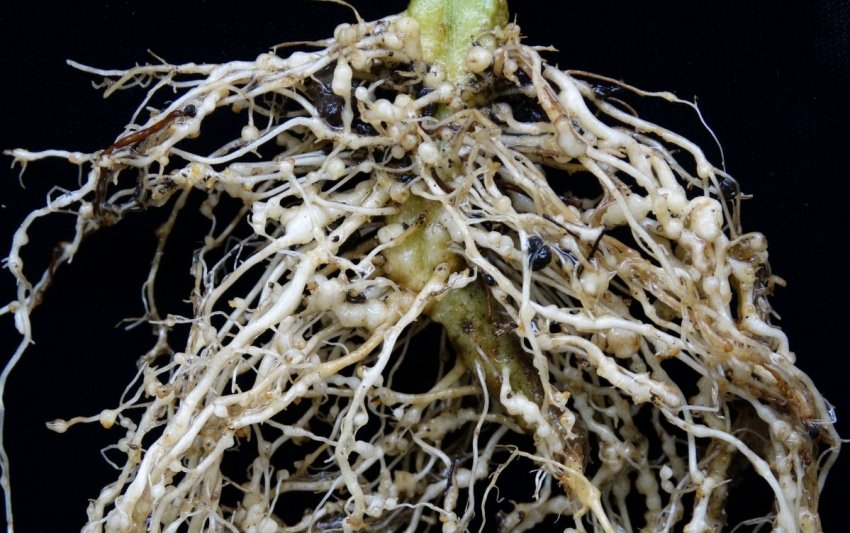 Нематоди на коріннях Нематоди на коріннях