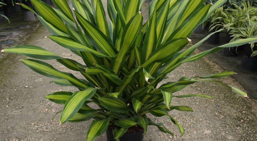 Драцена Boringuensis