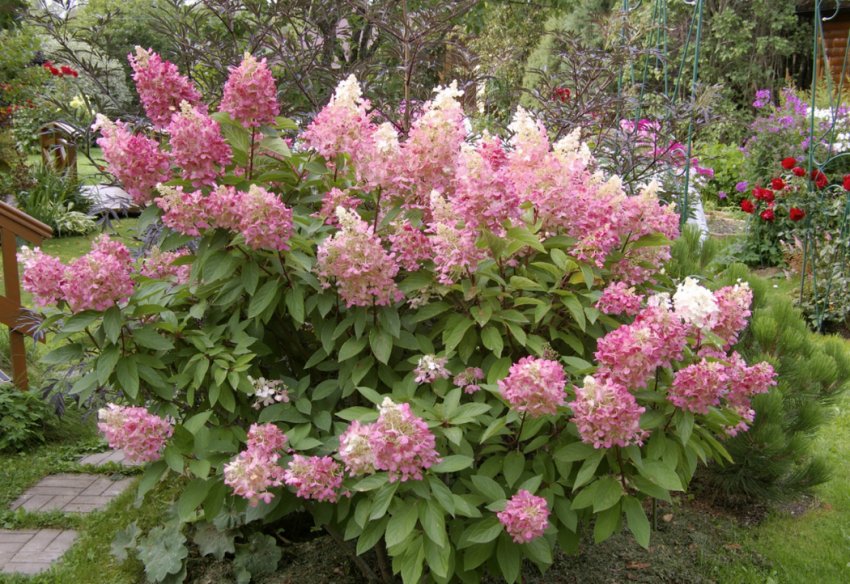 Гортензія в ландшафтному дизайні