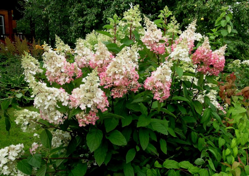 Гортензія метельчаста Пінкі Вінкі