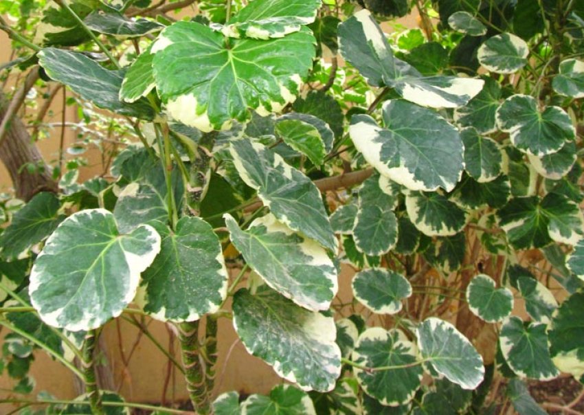 Полисциас Бальфура