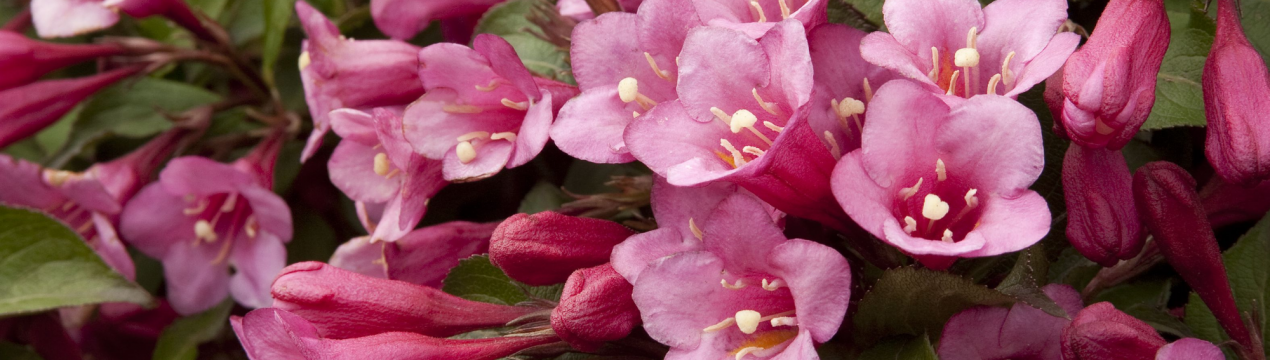 Опис та вирощування куща вейгели рожевої