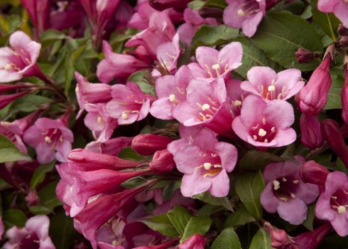 Описание и выращивание кустарника вейгела розовая