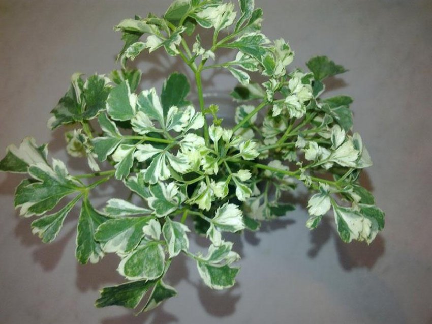 Полисциас Гуильфойля