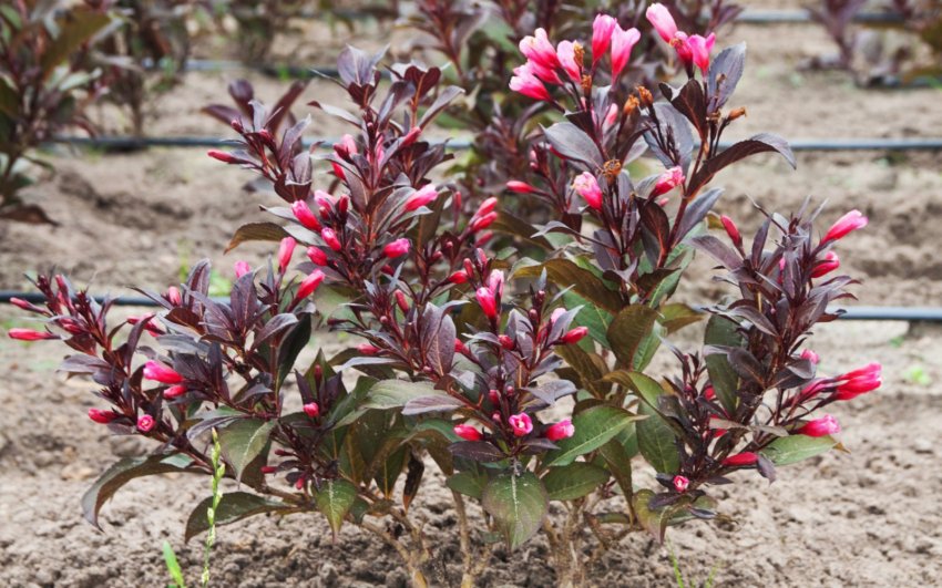 Молода кущ вейгели Молода кущ вейгели