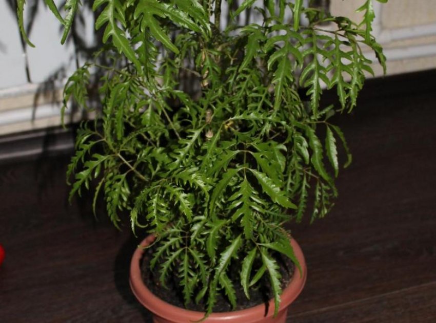 Чагарниковий