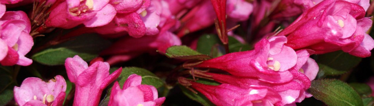 Опис та вирощування сорту вейгели "Вікторія"