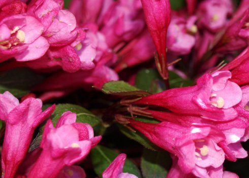 Описание и выращивание сорта вейгелы Виктория