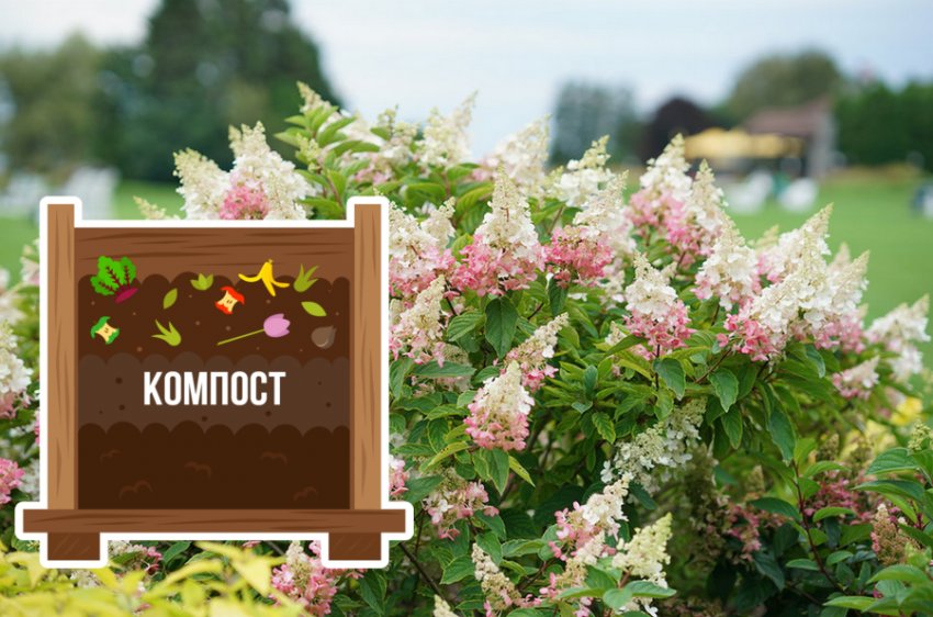 Підживлення гортензії