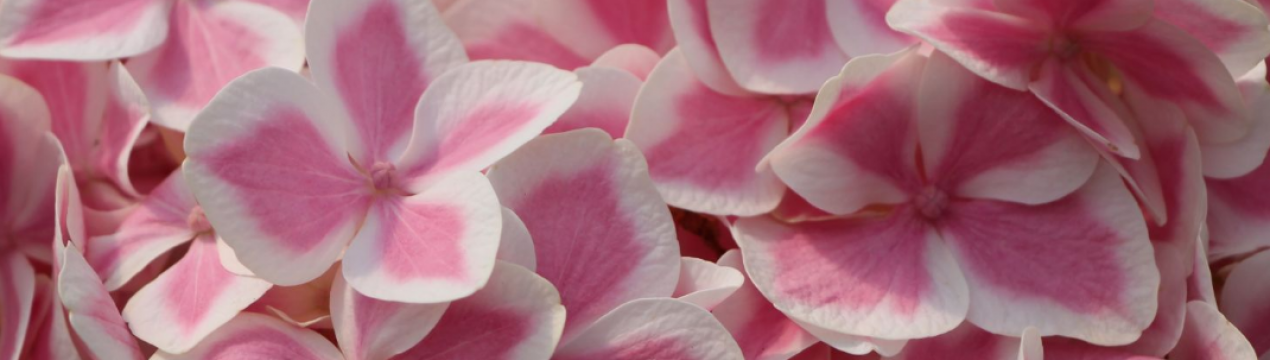 Гортензія Пеппермінт: опис і особливості вирощування сорту