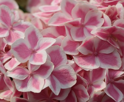 Гортензія Пеппермінт: опис і особливості вирощування сорту