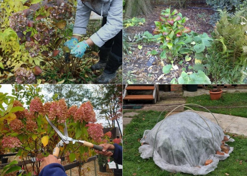 Підготовка гортензії до зими