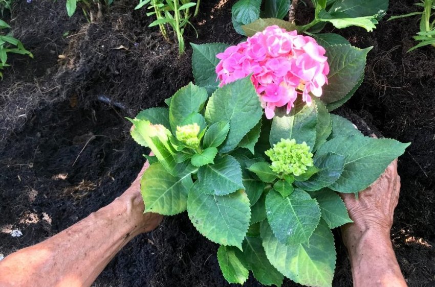 Посадка гортензії Посадка гортензії