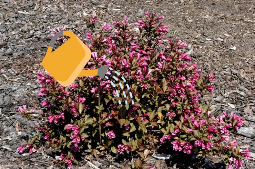 Полив вейгели