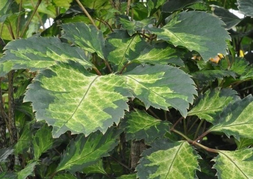 Волотистий