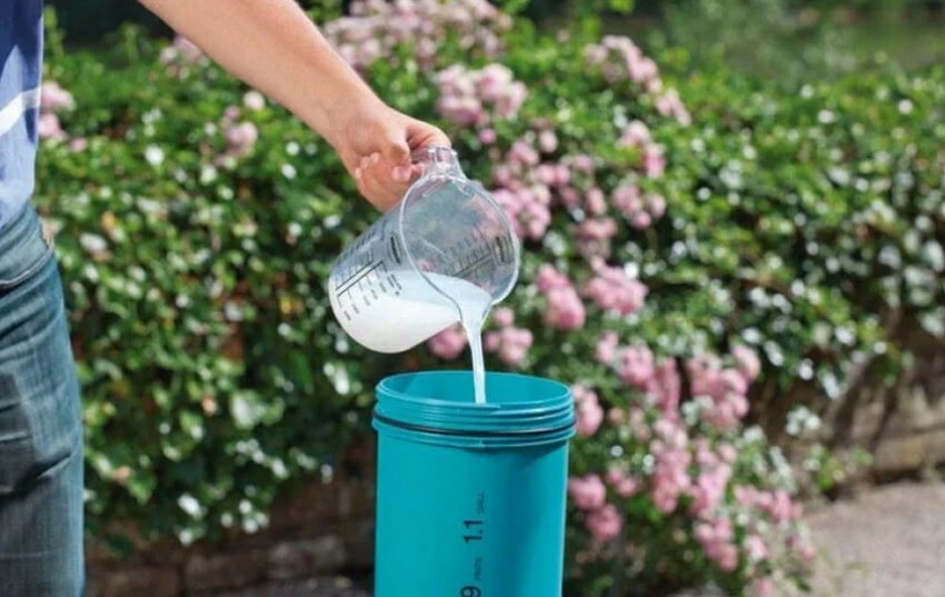 Підживлення гортензії Підживлення гортензії