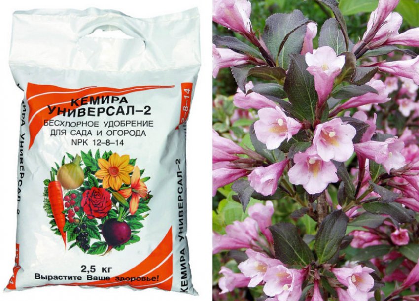 Підживлення вейгели