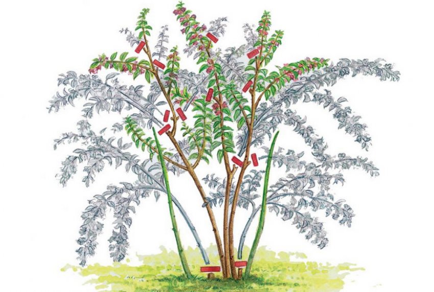 Обрізка вейгели