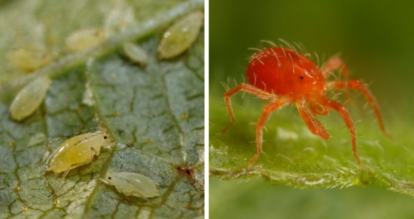 Грибокісники гортензії