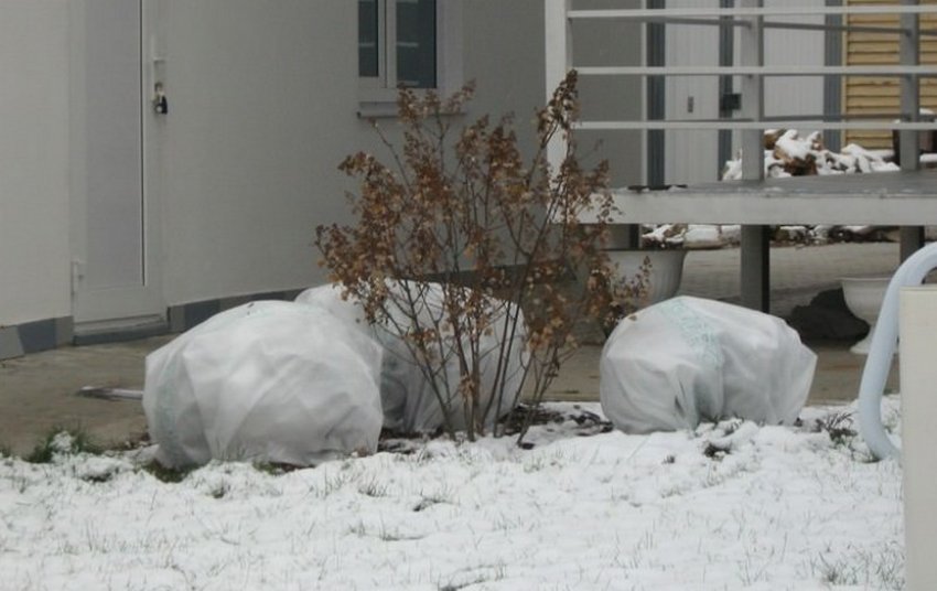 Укриття вейгели на зиму