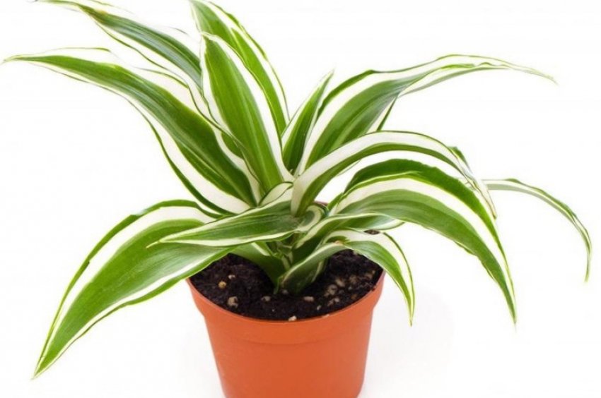 Драцена White