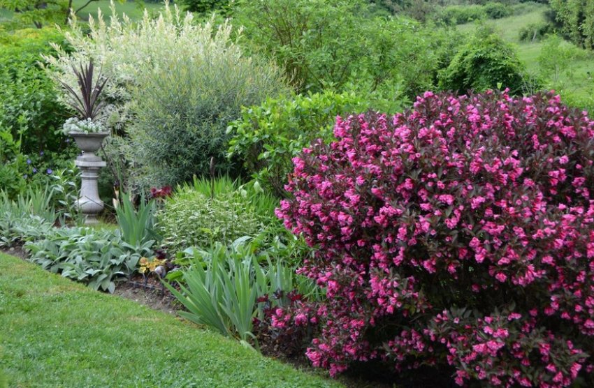 Вейгела в ландшафтному дизайні