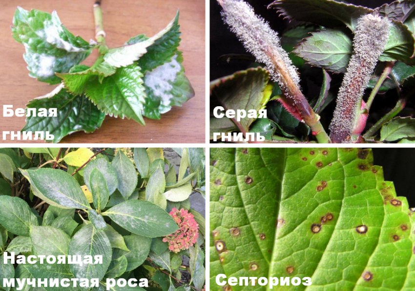 Хвороби гортензії Хвороби гортензії