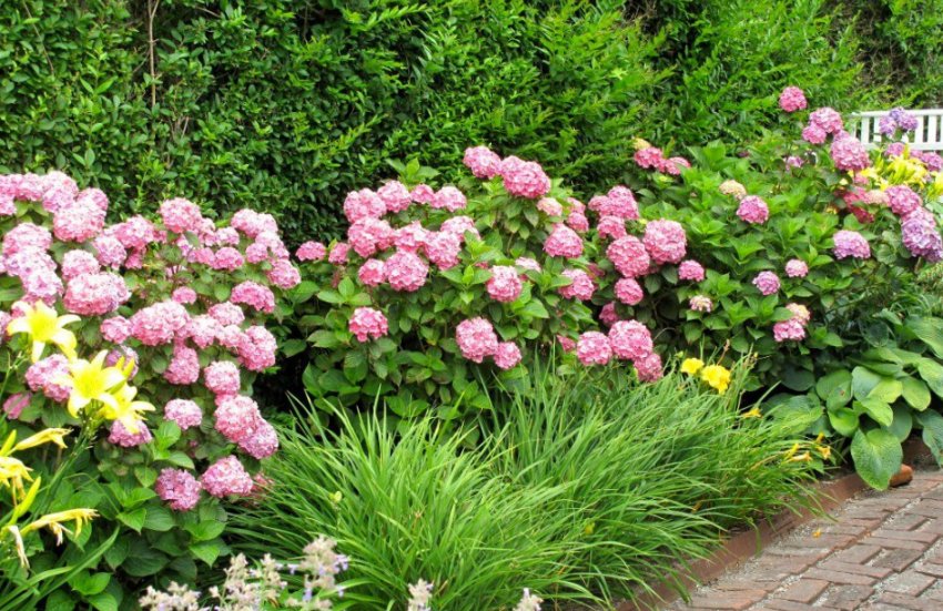 Гортензія в ландшафтному дизайні Гортензія в ландшафтному дизайні