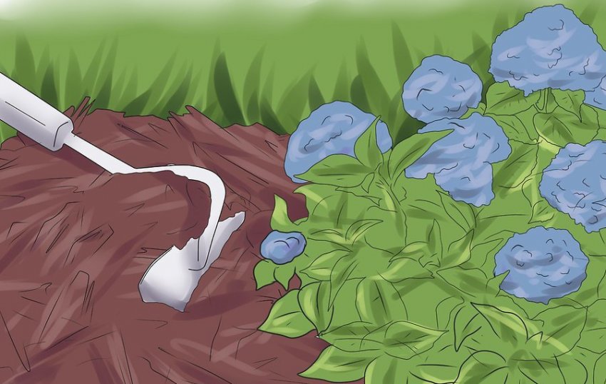 Мульчування ґрунту під гортензією Мульчування ґрунту під гортензією