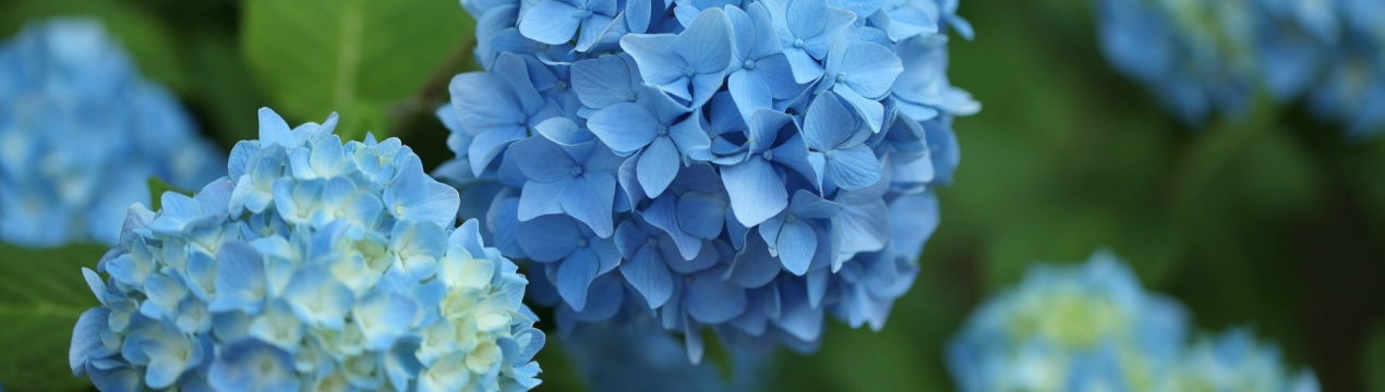 Як зробити гортензію блакитною?