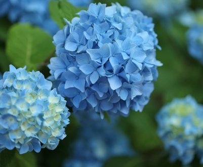Як зробити гортензію блакитною?