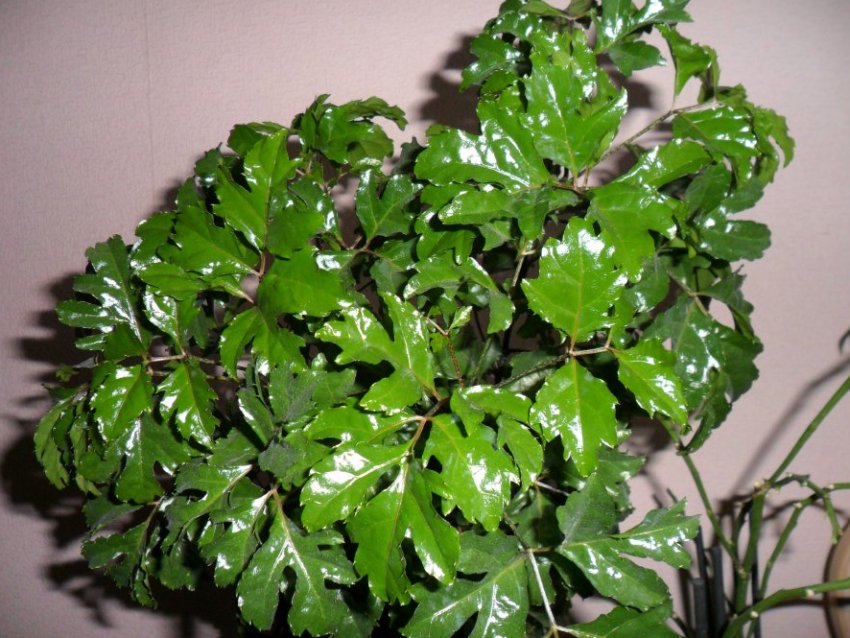 Туполистный